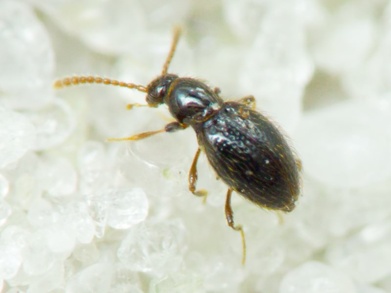 Scydmaenidae Leach, 1815